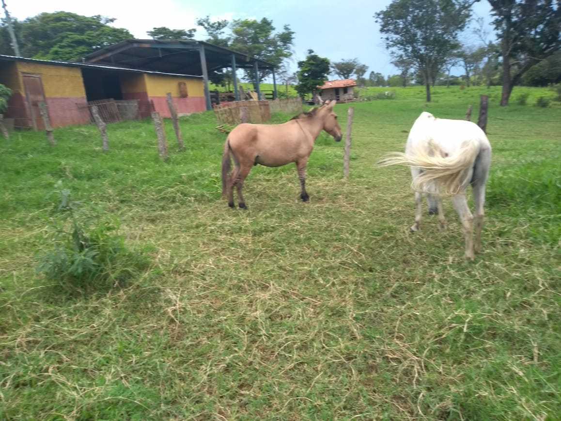 Fazenda, 162 hectares - Foto 19