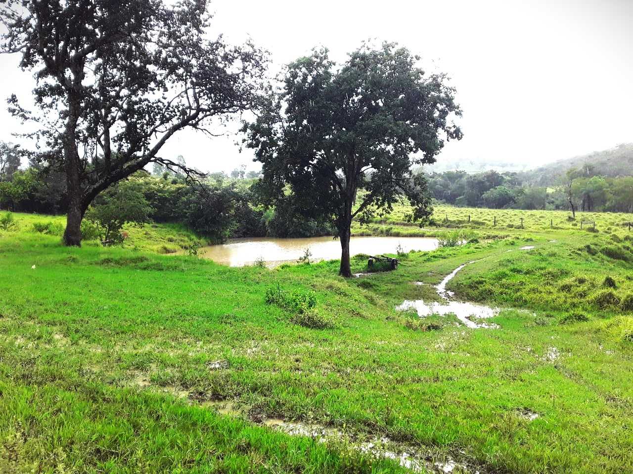 Fazenda, 162 hectares - Foto 3
