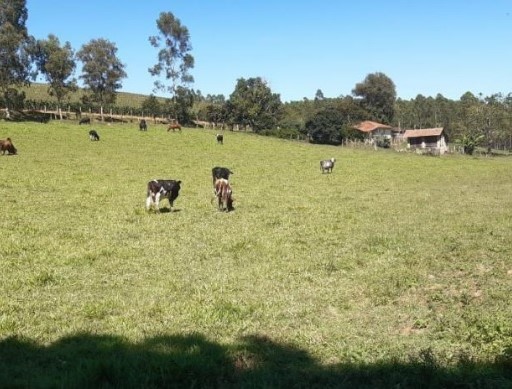 Fazenda, 109 hectares - Foto 11