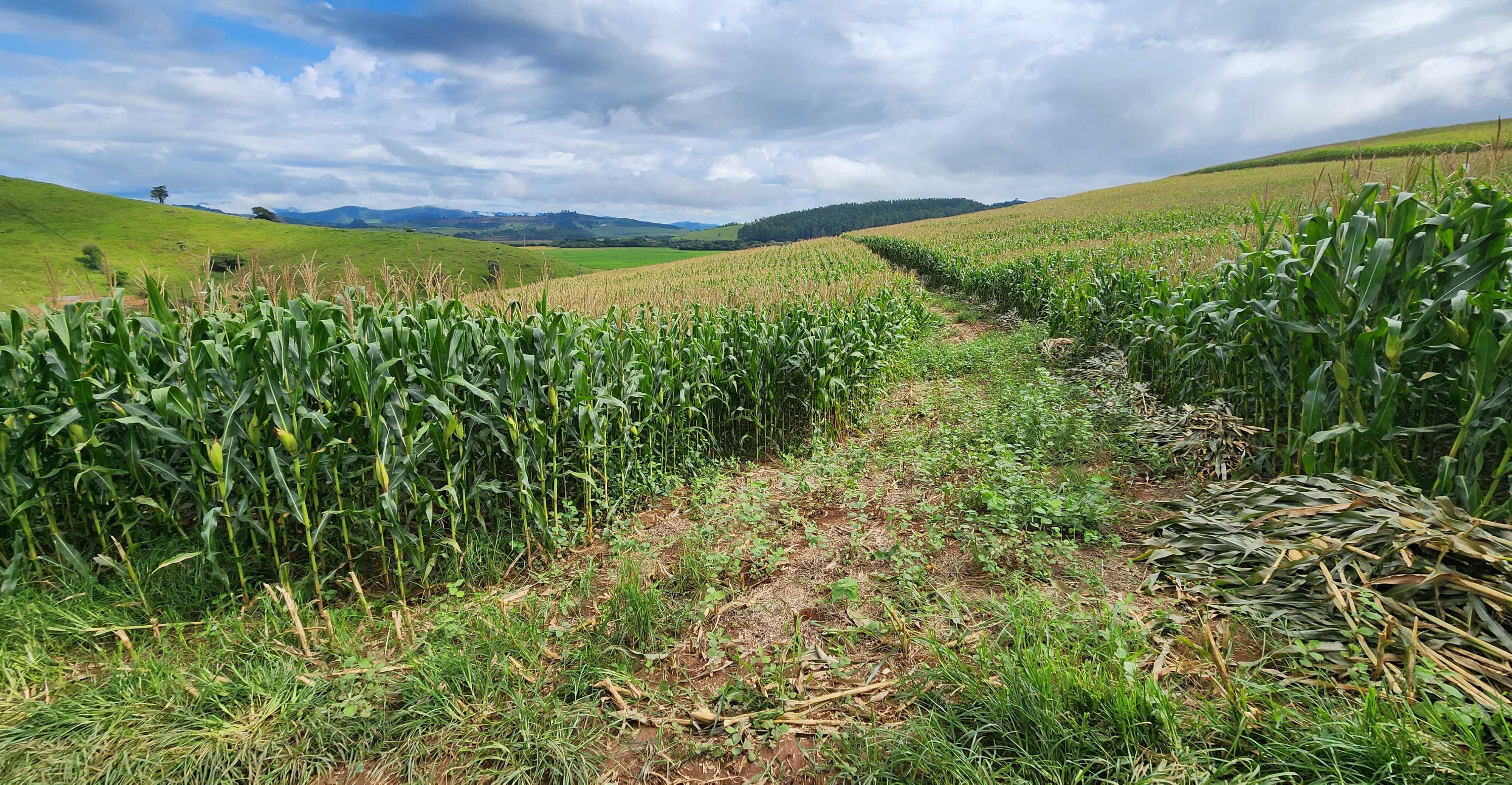 Fazenda, 78 hectares - Foto 15