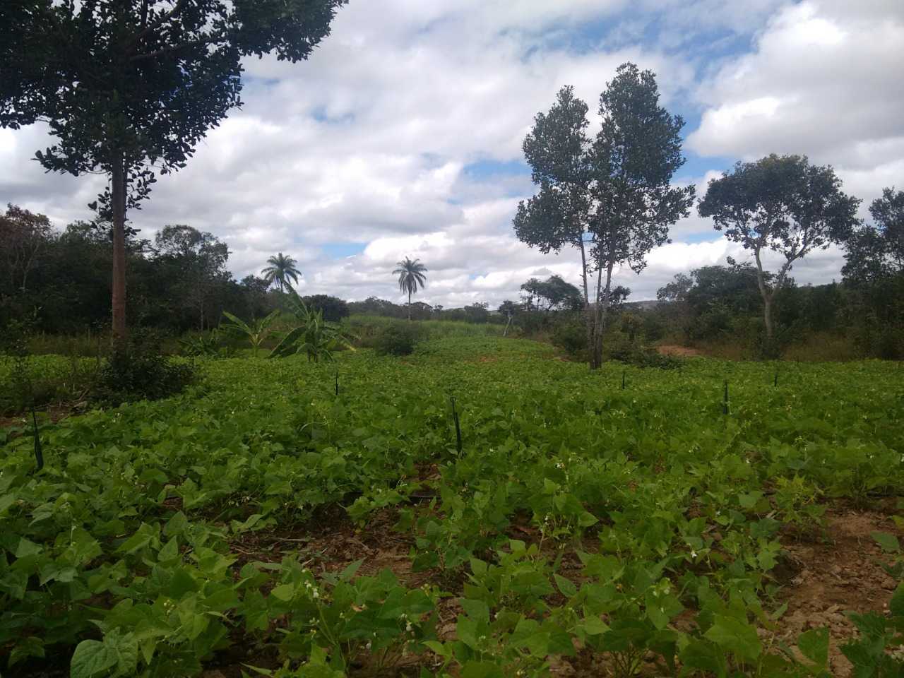 Fazenda, 130 m² - Foto 2