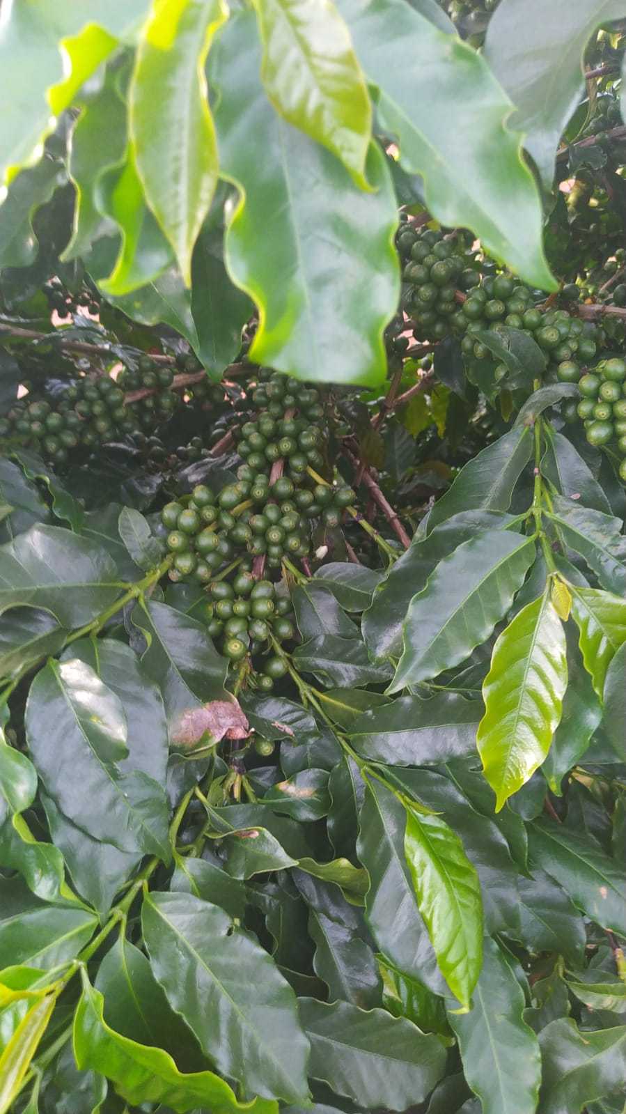 Fazenda, 136 hectares - Foto 11