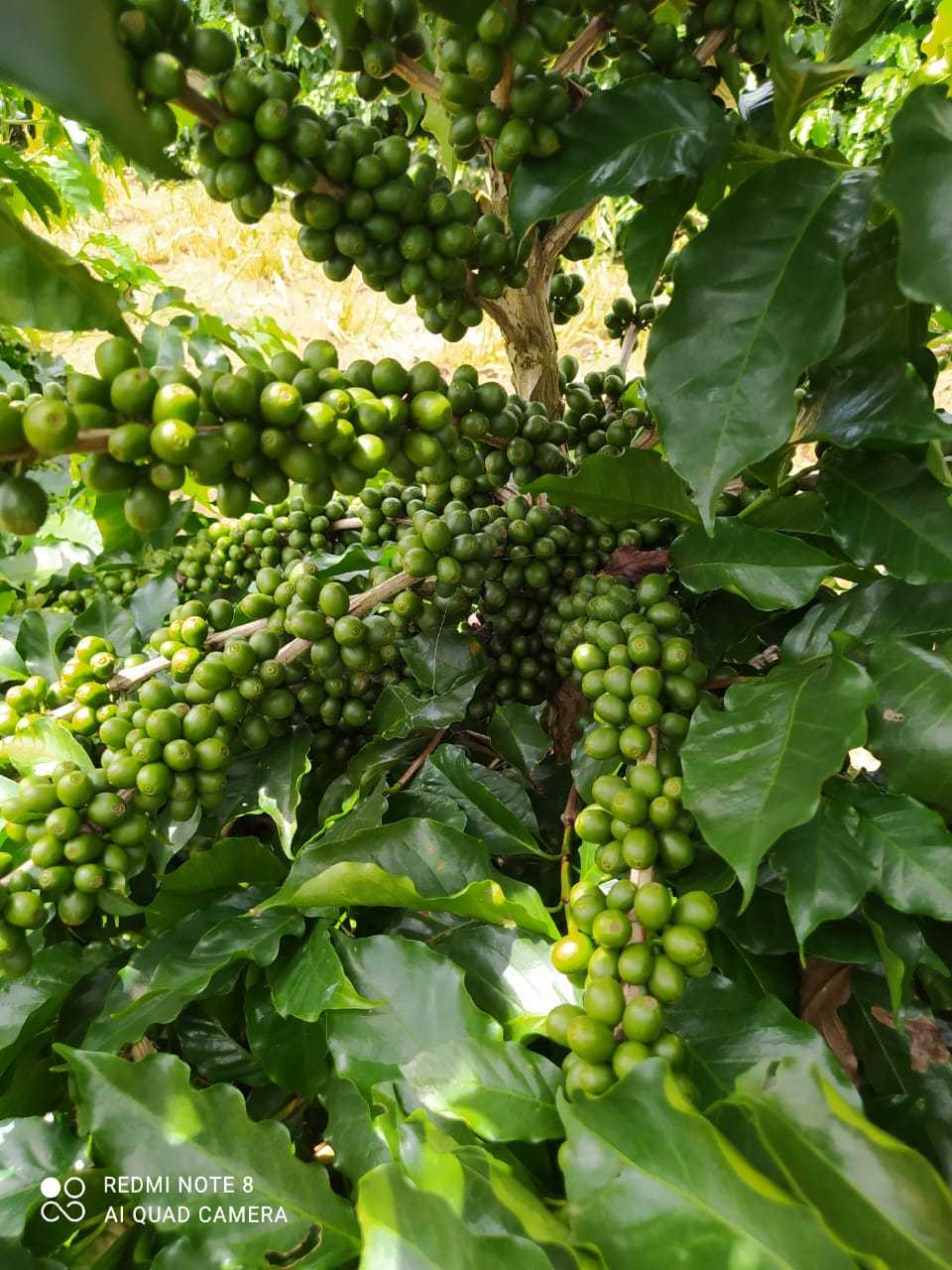 Fazenda, 136 hectares - Foto 4