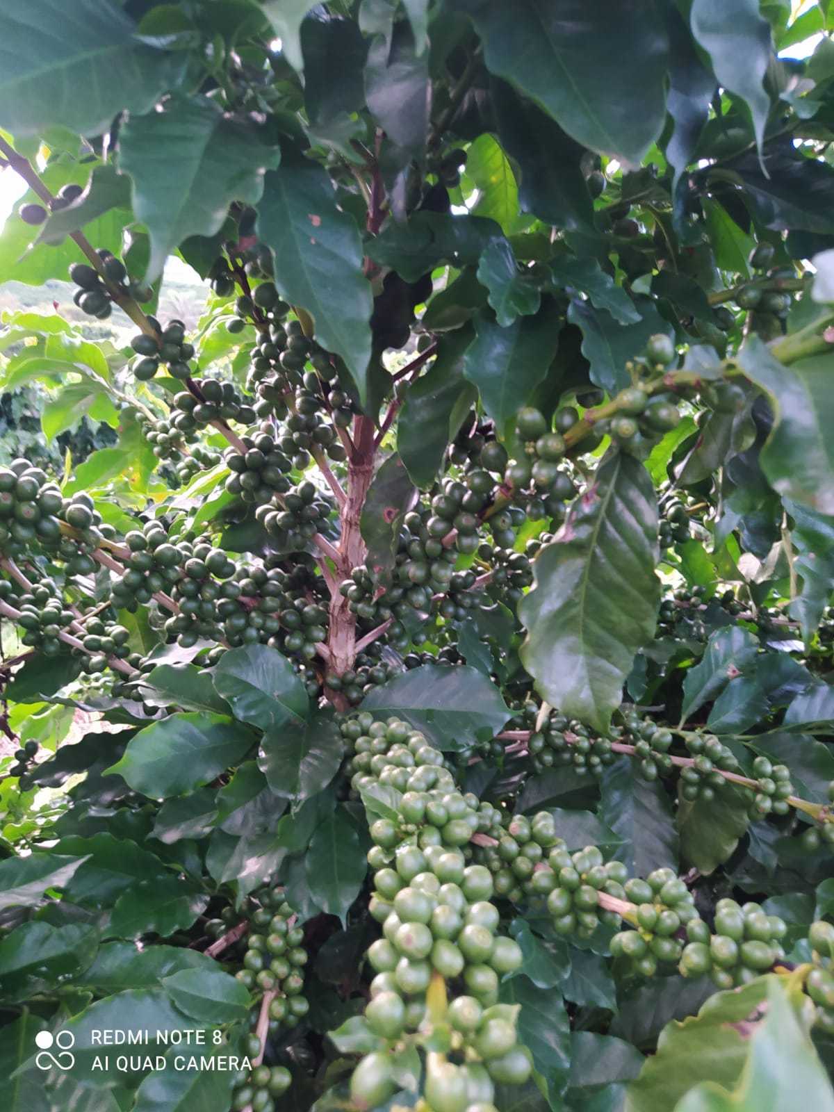 Fazenda, 136 hectares - Foto 17