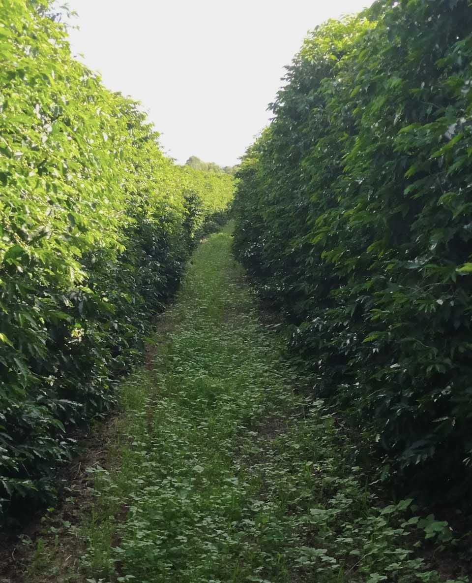 Fazenda, 136 hectares - Foto 7