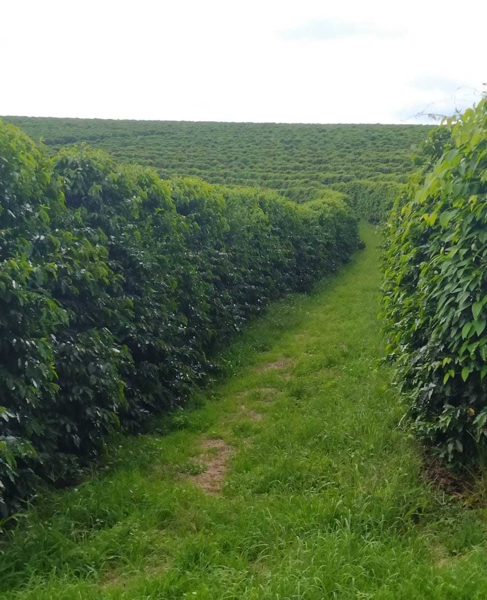 Fazenda, 136 hectares - Foto 8