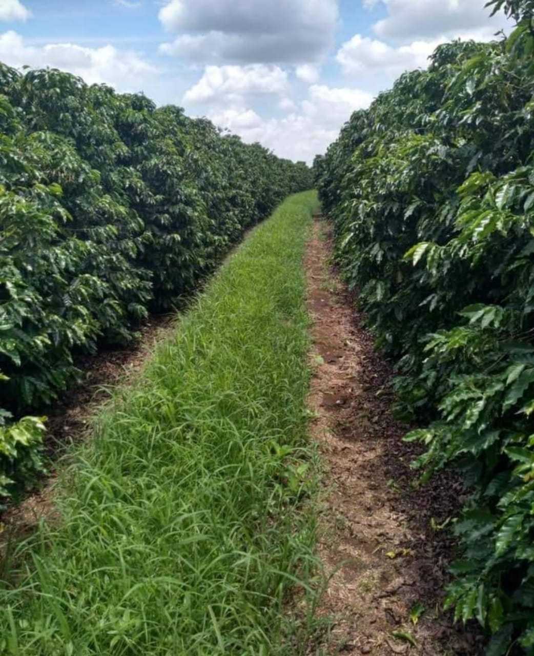 Fazenda, 136 hectares - Foto 1