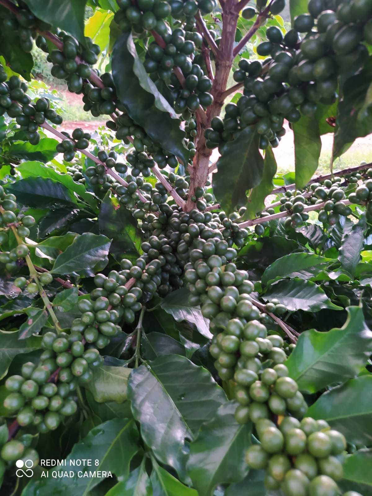 Fazenda, 136 hectares - Foto 13