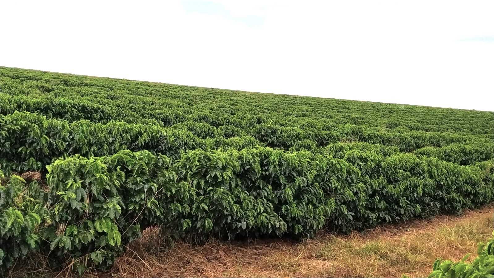 Fazenda, 136 hectares - Foto 16