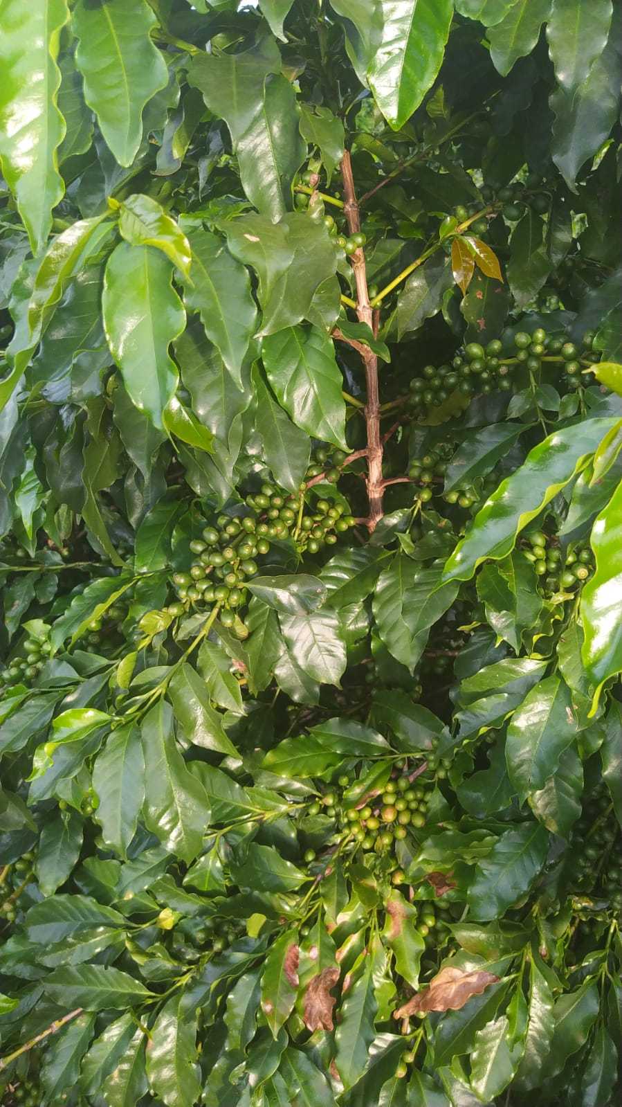 Fazenda, 136 hectares - Foto 10