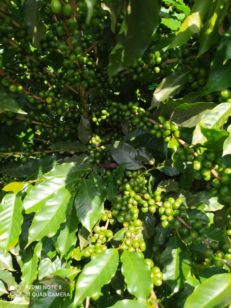 Fazenda, 136 hectares - Foto 12