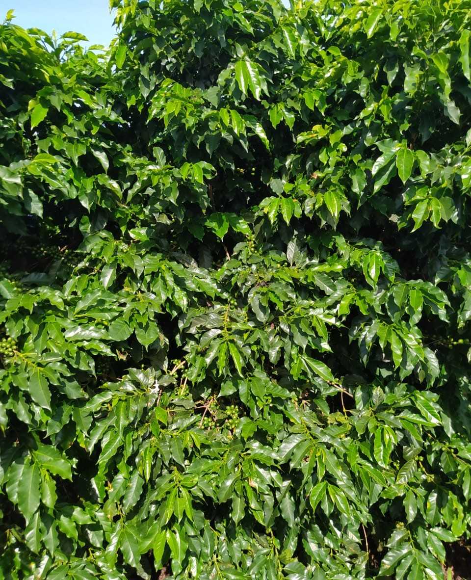 Fazenda, 136 hectares - Foto 2