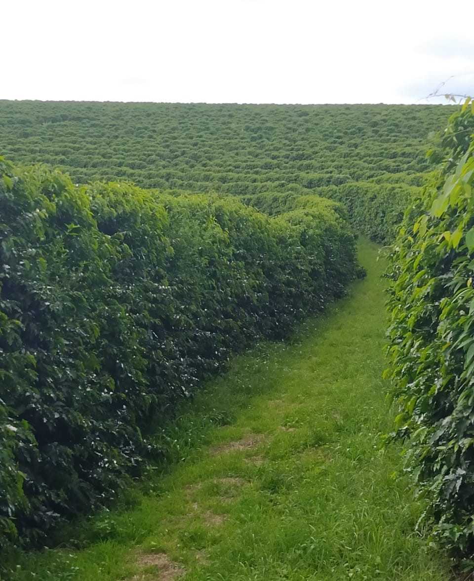 Fazenda, 136 hectares - Foto 3