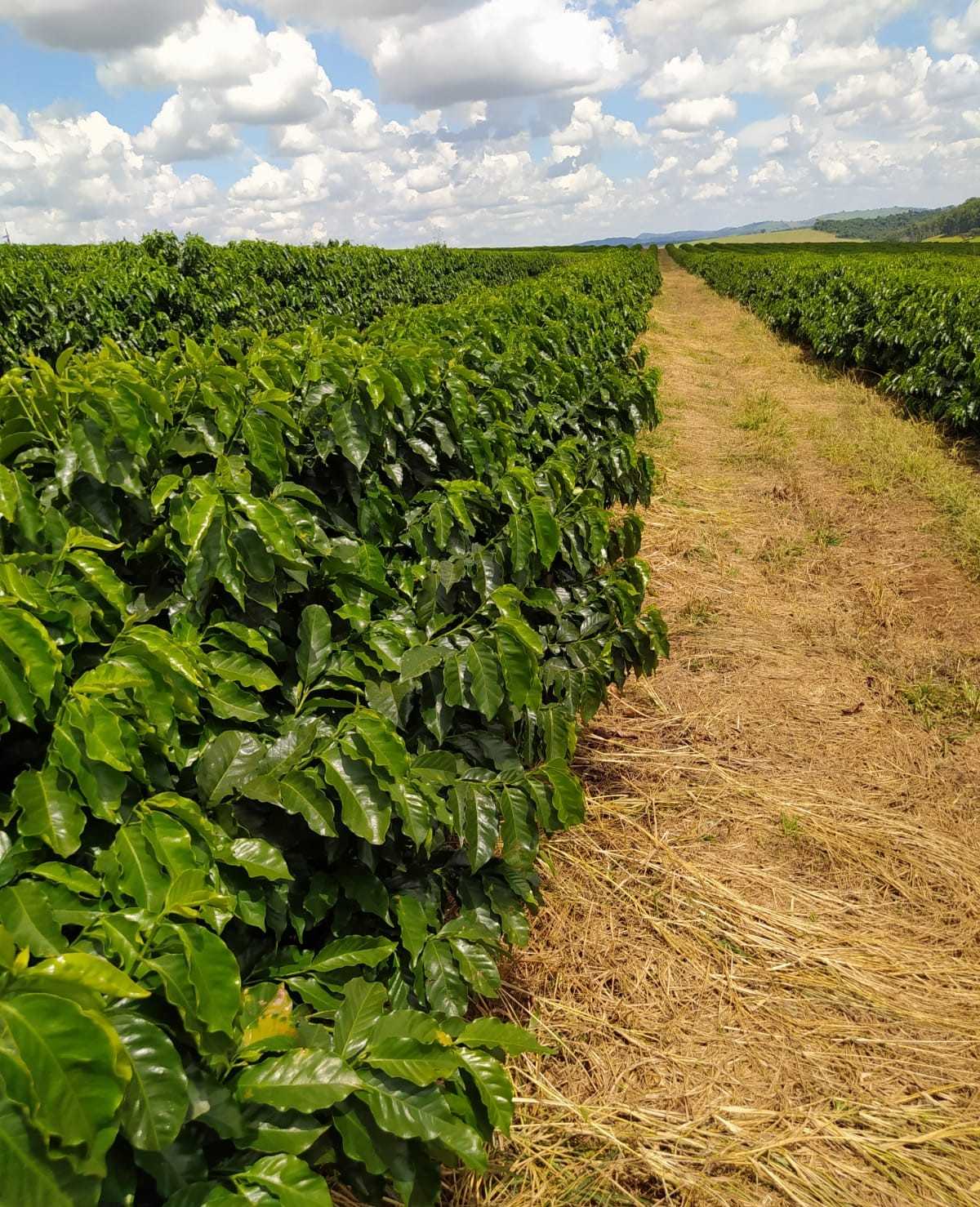 Fazenda, 136 hectares - Foto 18