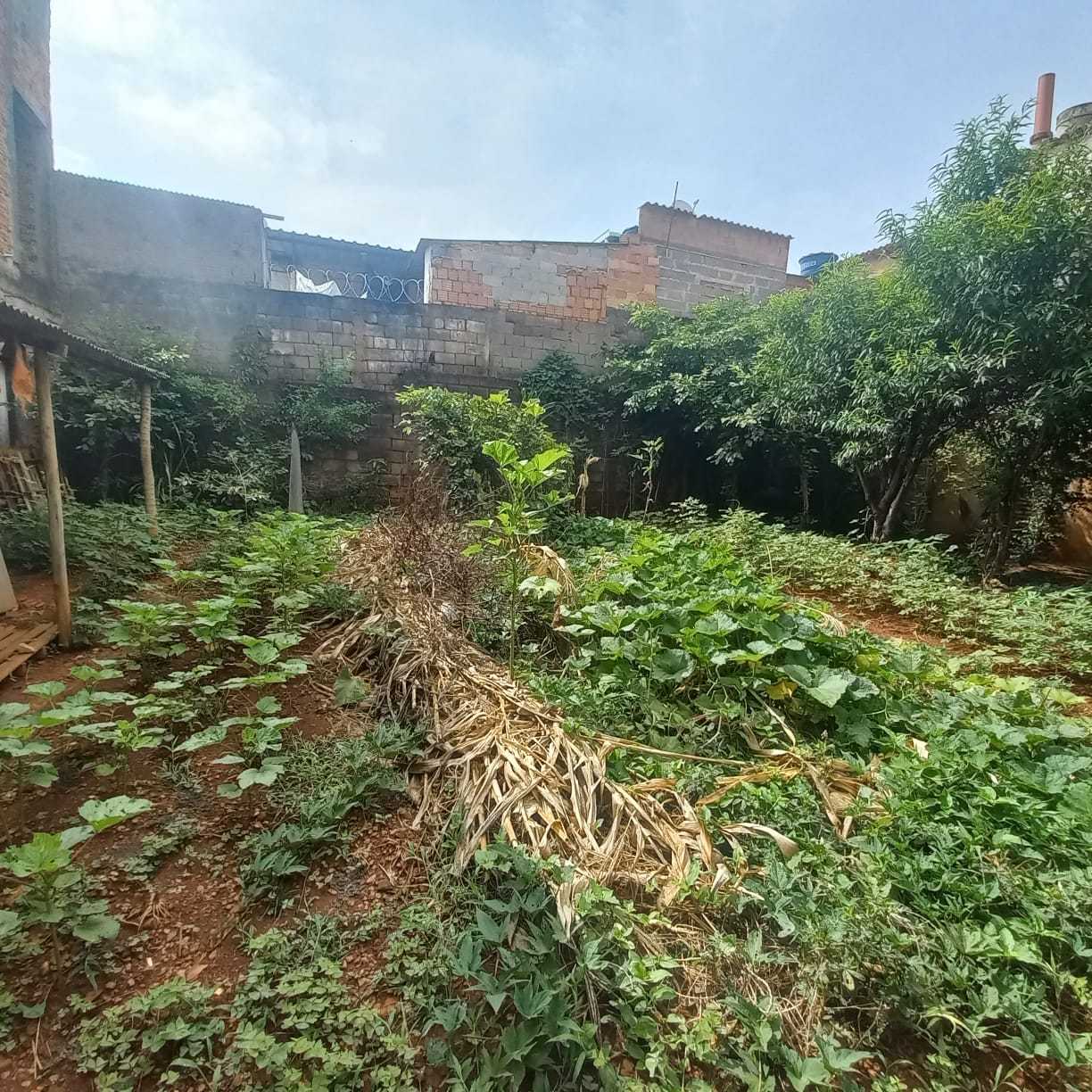 Depósito-Galpão - Foto 6