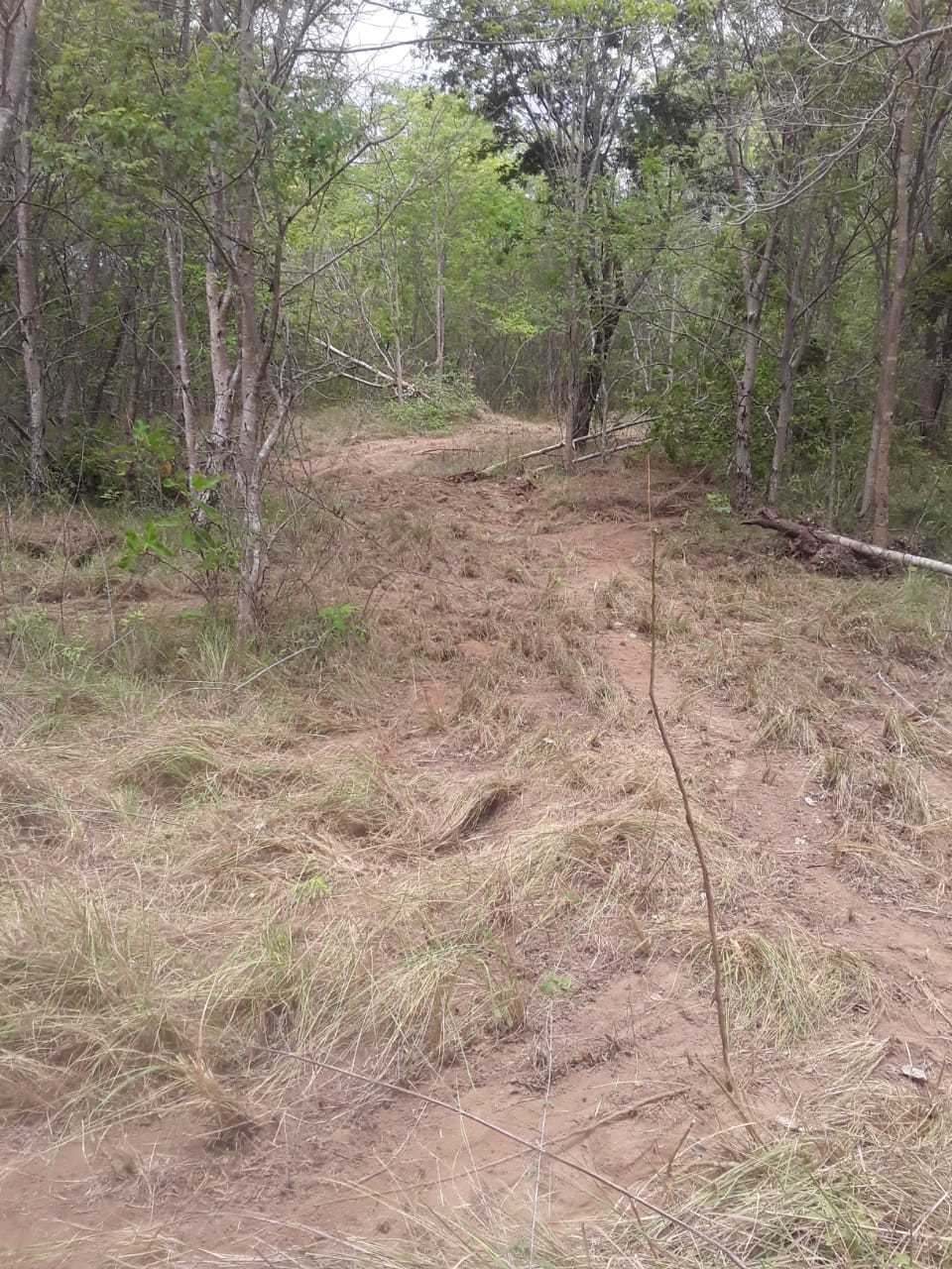 Fazenda, 1471 hectares - Foto 6