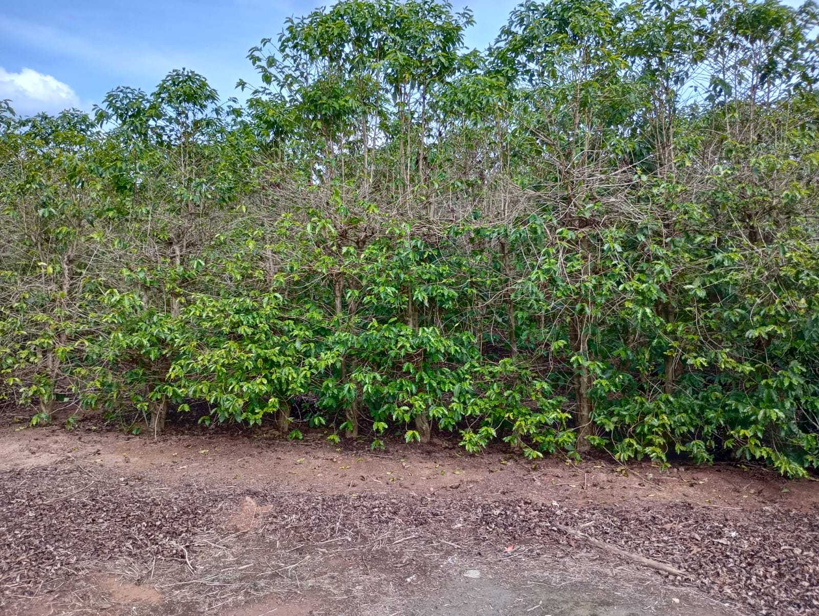 Sítio, 1 quarto, 29 hectares - Foto 16