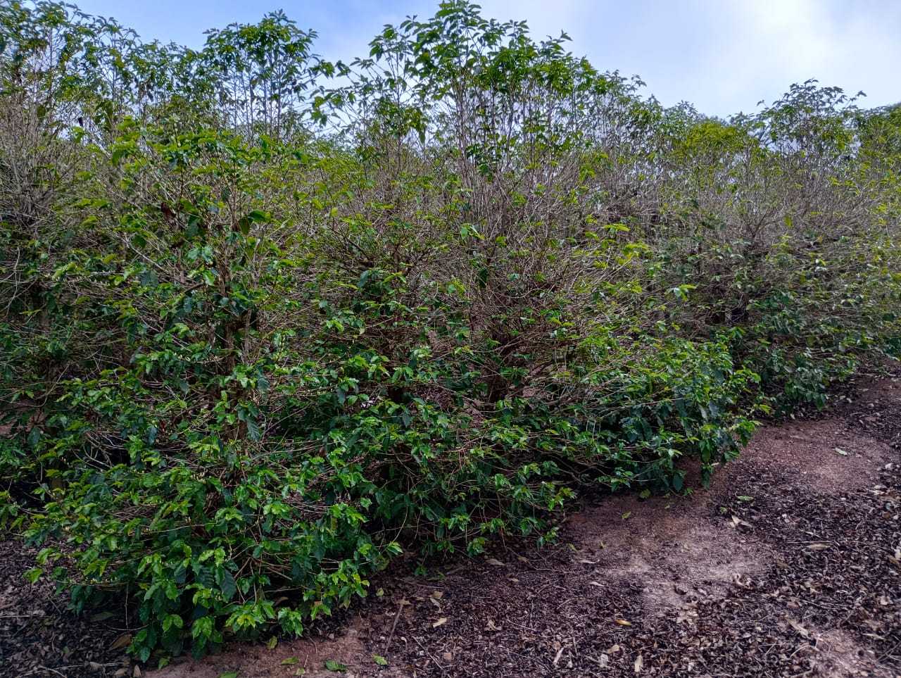 Sítio, 1 quarto, 29 hectares - Foto 17