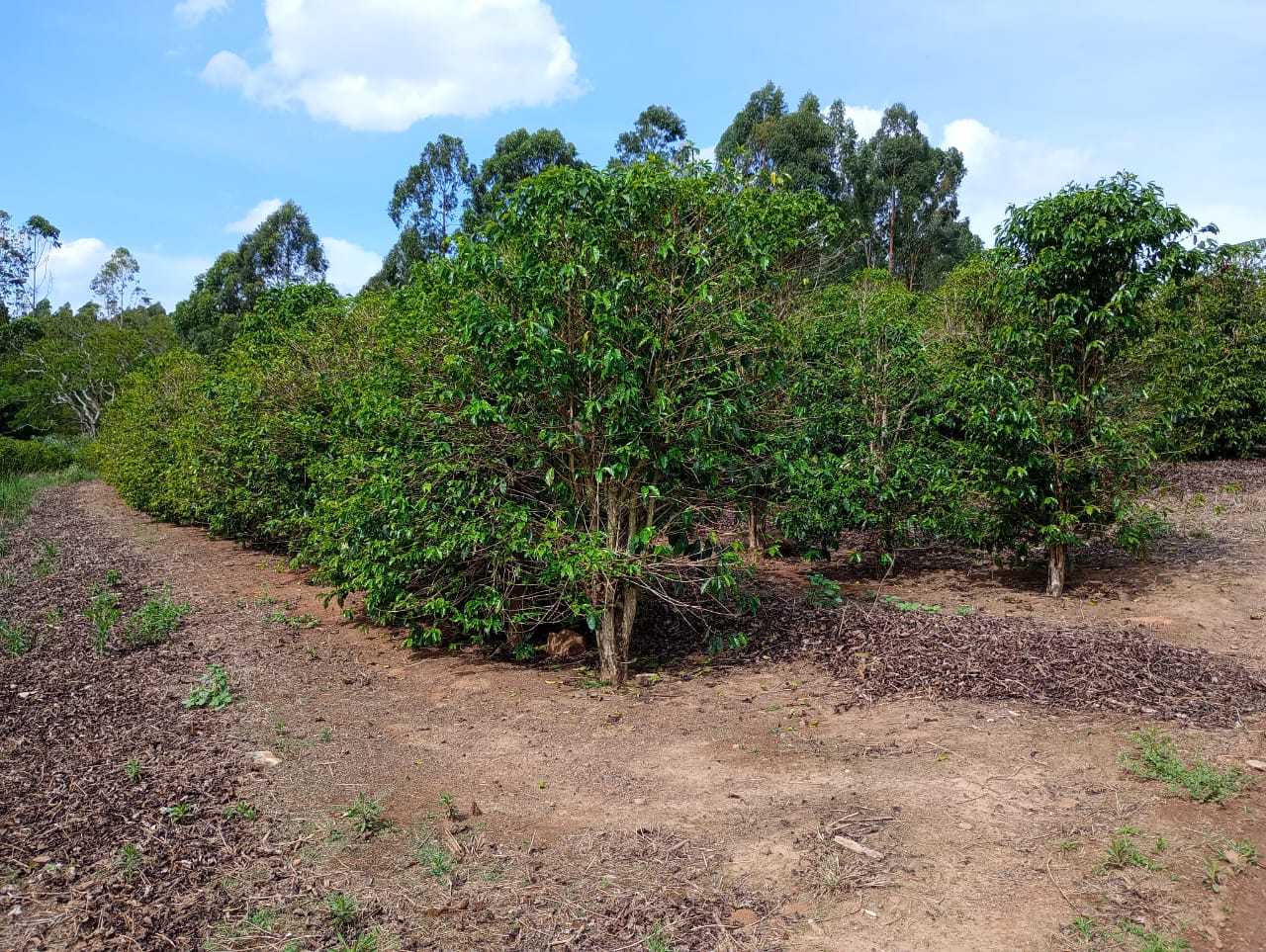 Sítio, 1 quarto, 29 hectares - Foto 19