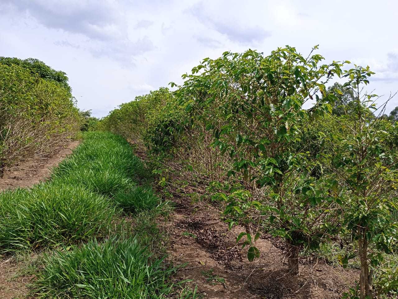 Sítio, 1 quarto, 29 hectares - Foto 18