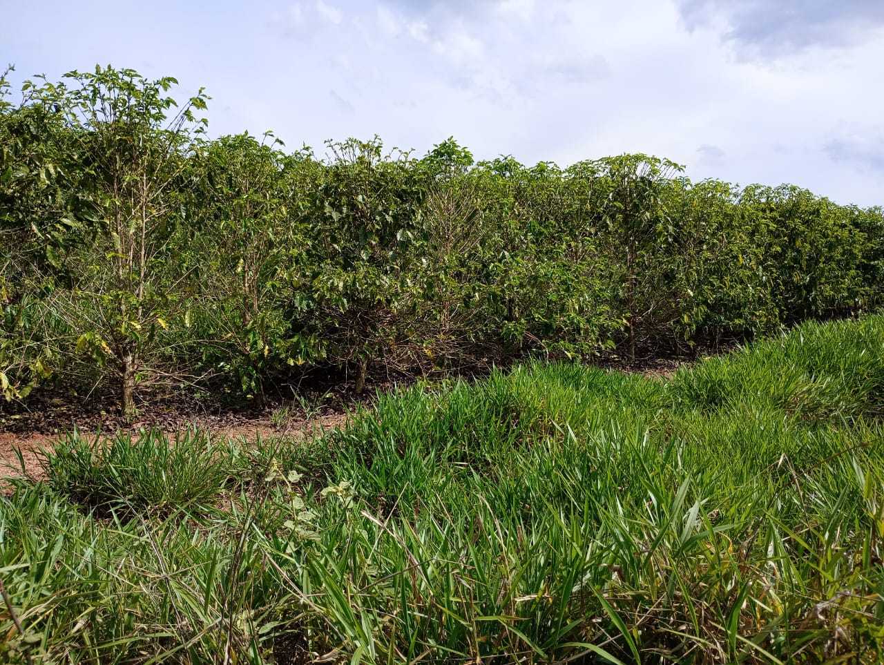 Sítio, 1 quarto, 29 hectares - Foto 20