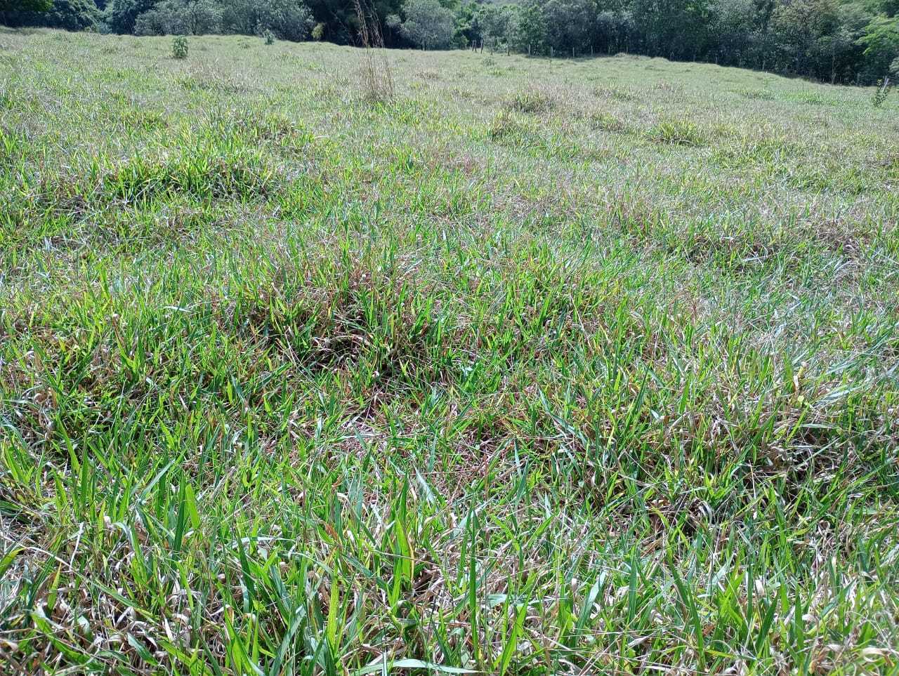 Sítio, 1 quarto, 29 hectares - Foto 23