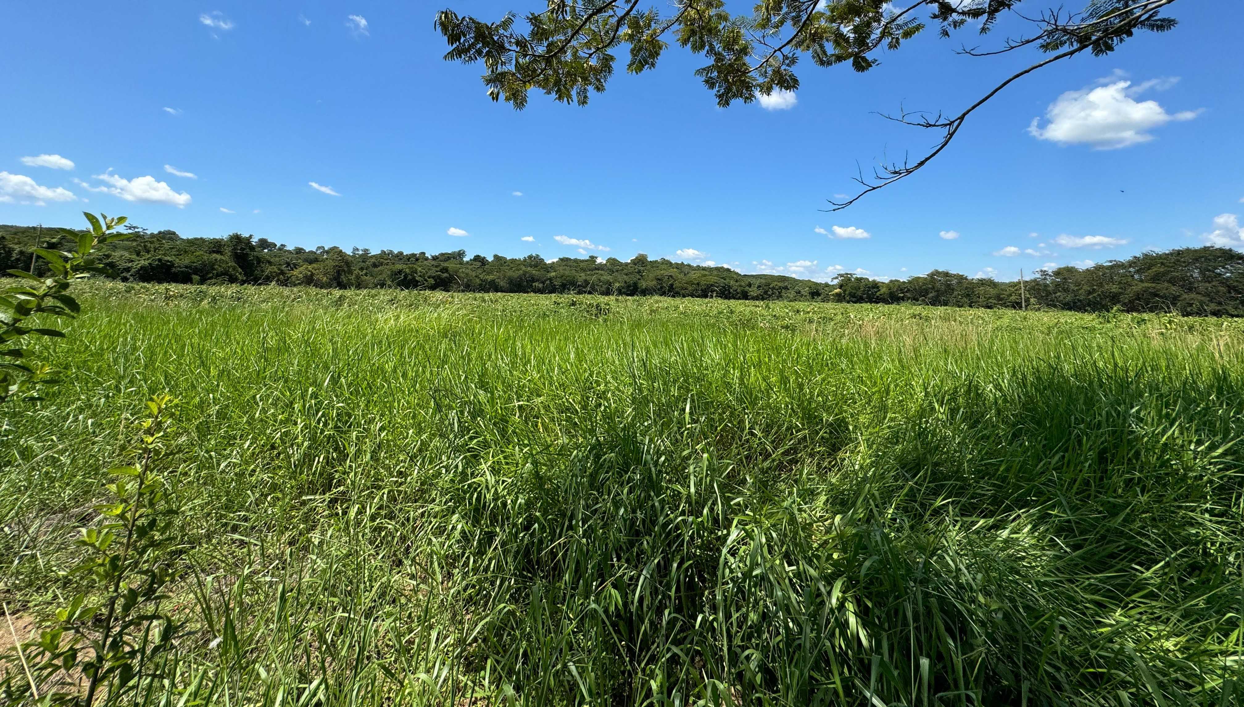Fazenda, 712 hectares - Foto 10