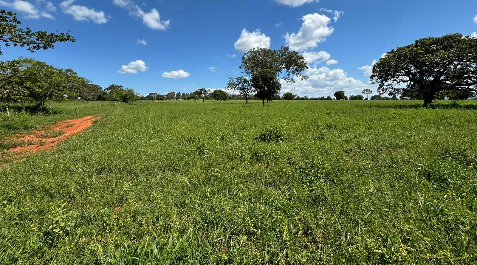 Fazenda, 712 hectares - Foto 4