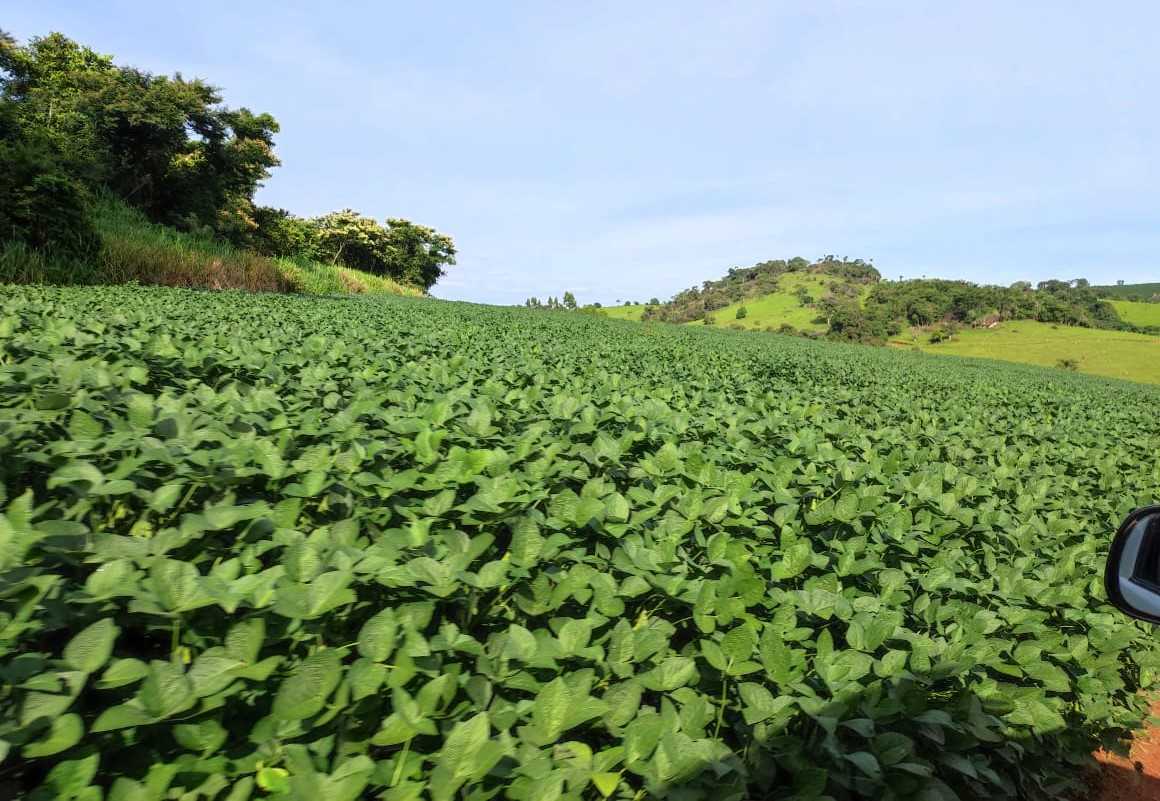 Fazenda, 300 hectares - Foto 11