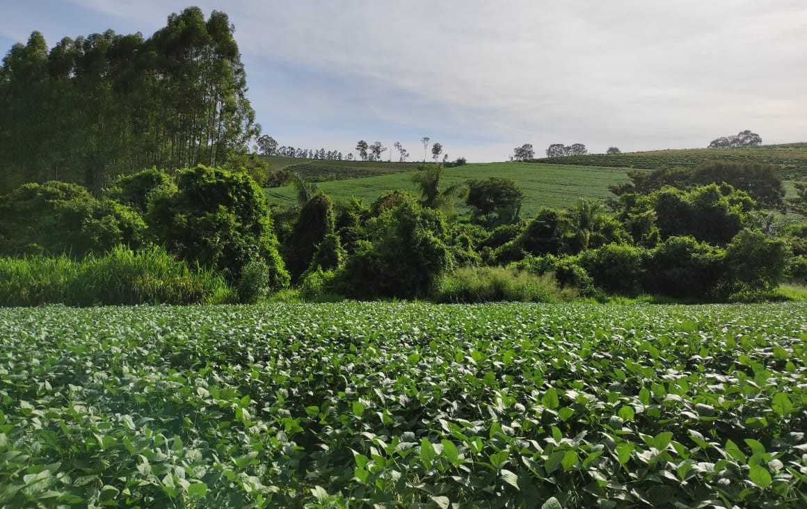 Fazenda, 300 hectares - Foto 13