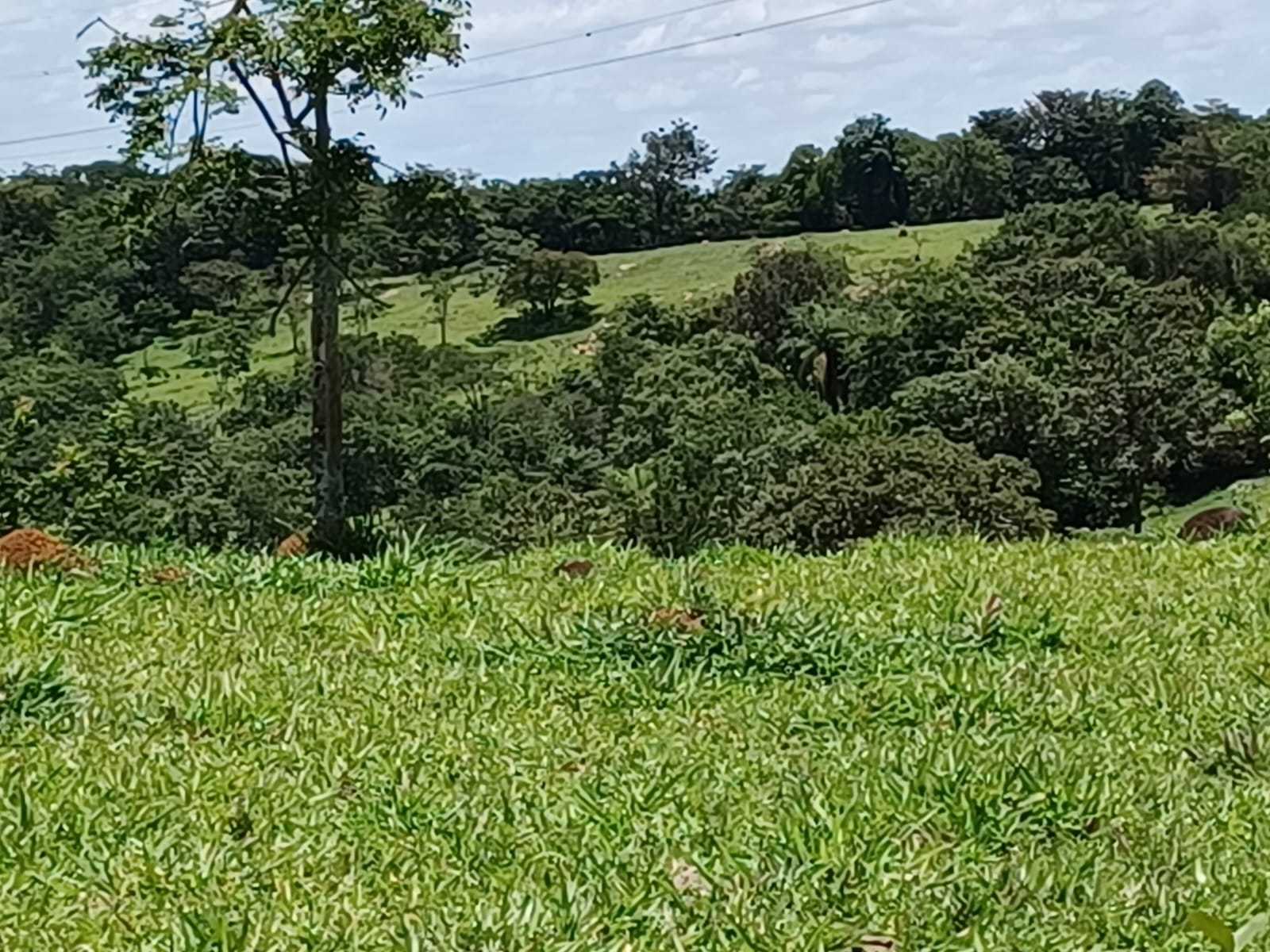 Fazenda, 80 hectares - Foto 7