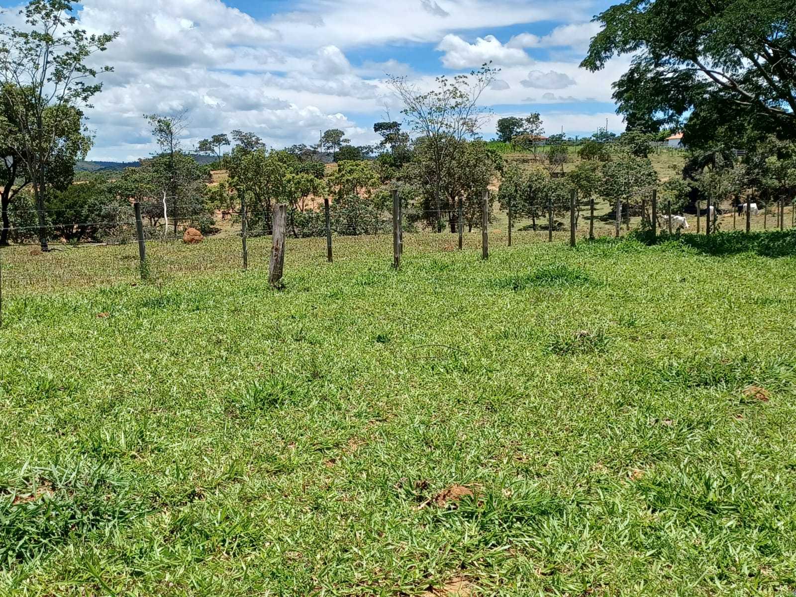 Fazenda, 80 hectares - Foto 14