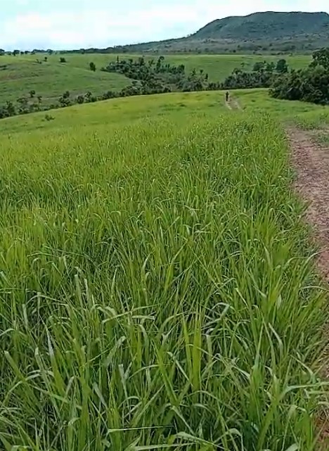 Chácara, 2 quartos, 1250 hectares - Foto 18