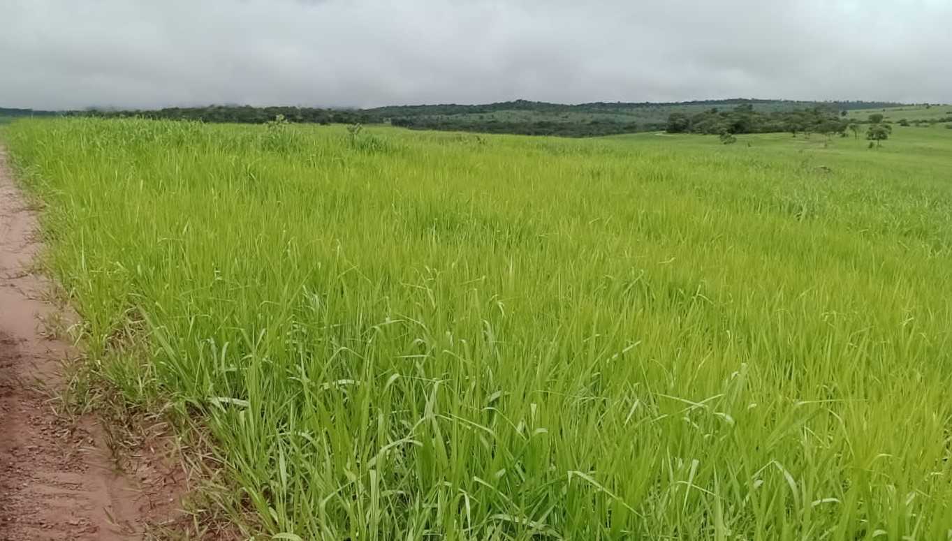 Fazenda, 1250 hectares - Foto 1