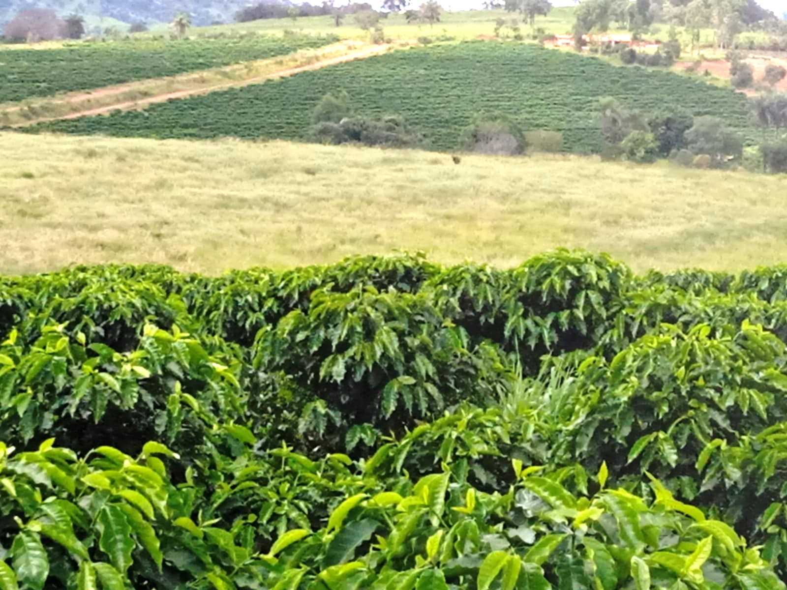 Fazenda, 323 hectares - Foto 3