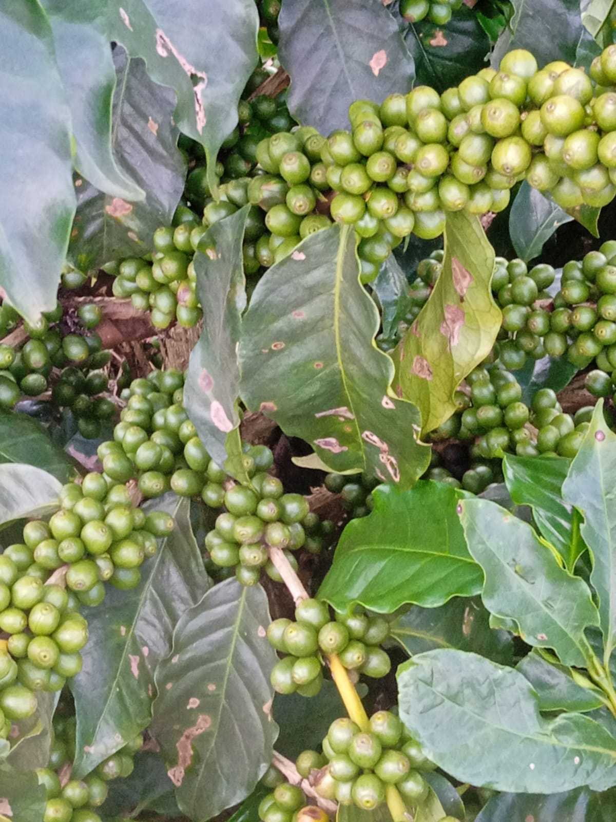 Fazenda, 323 hectares - Foto 8