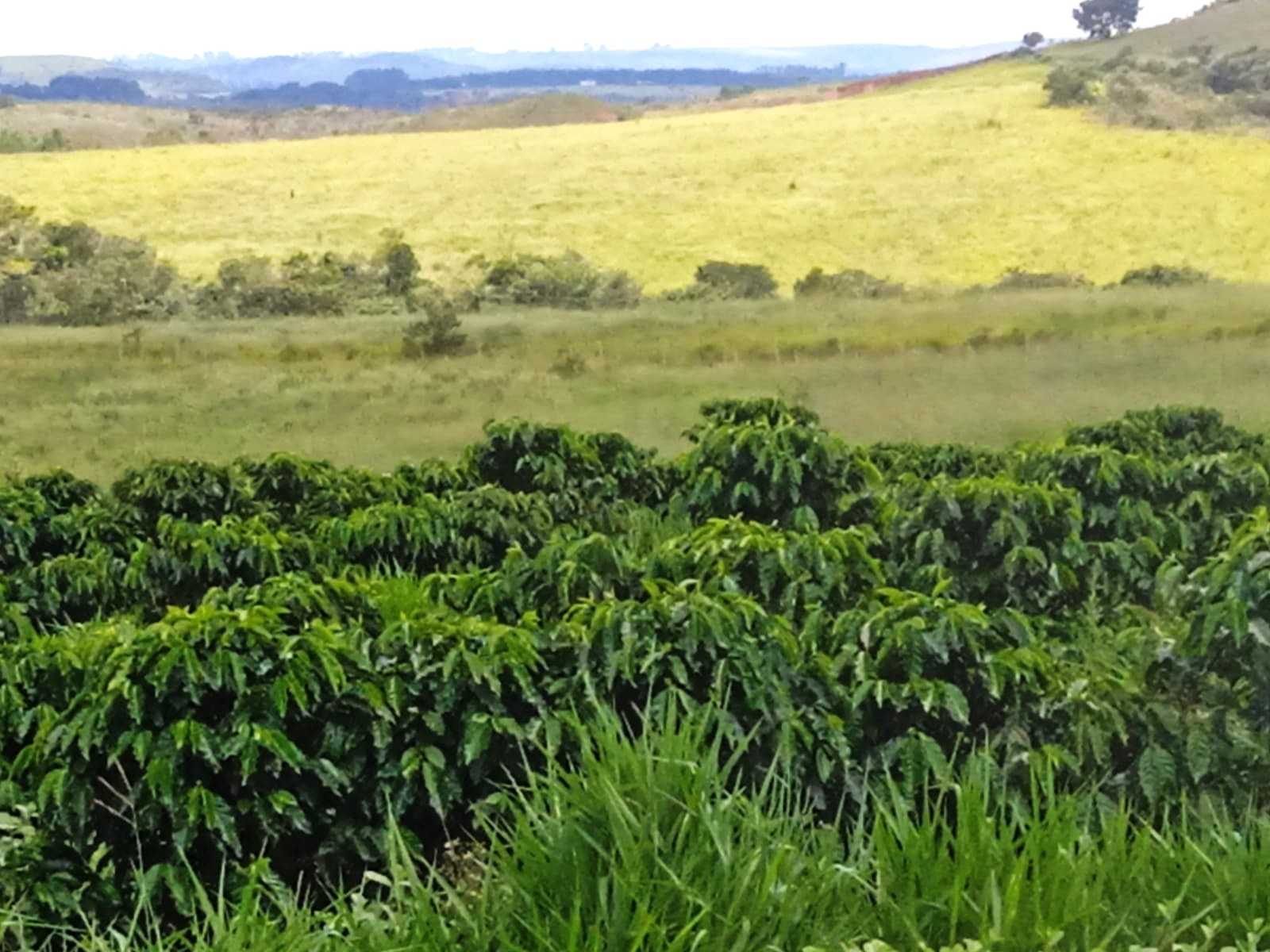 Fazenda, 323 hectares - Foto 5