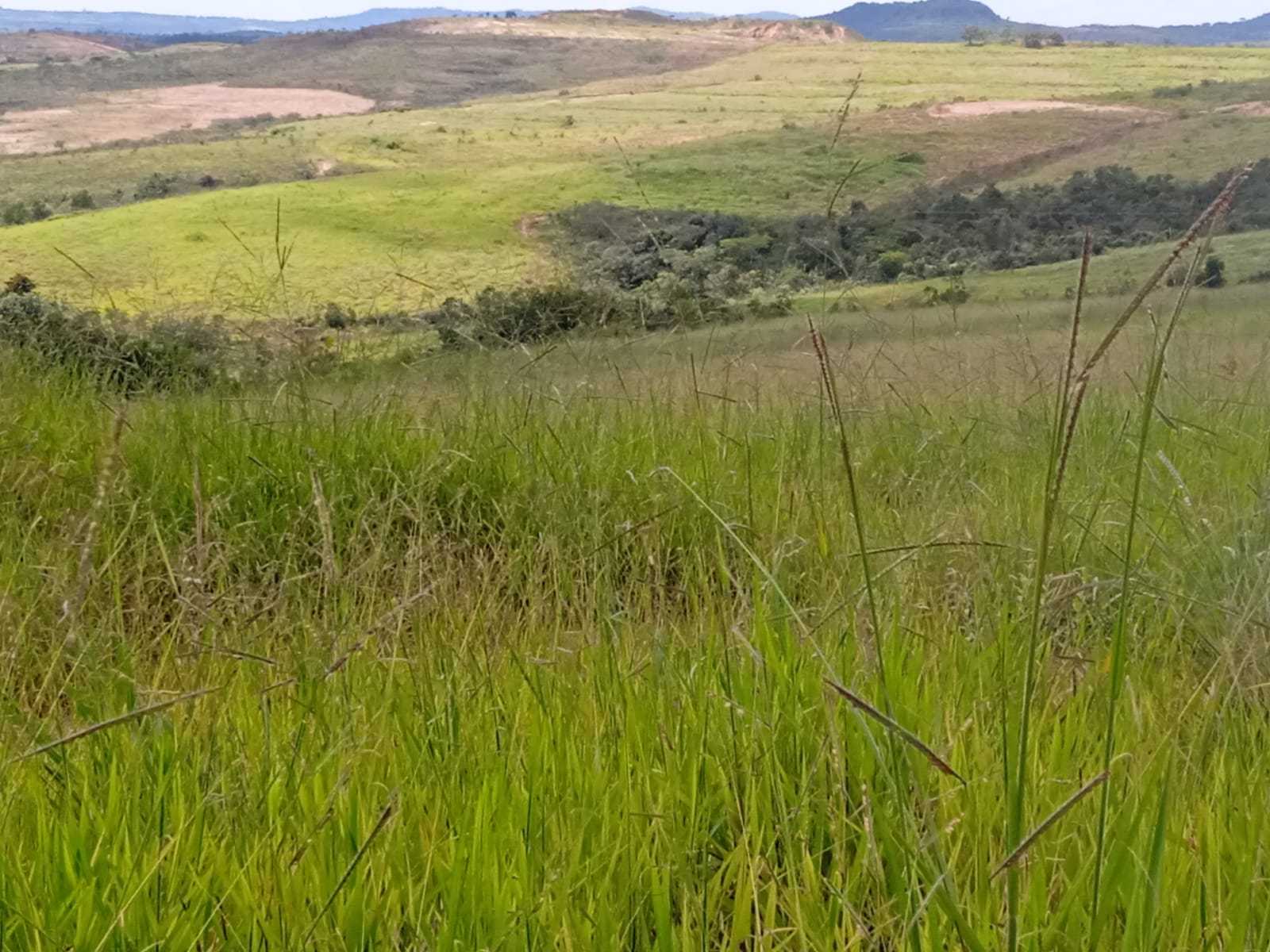 Fazenda, 323 hectares - Foto 25