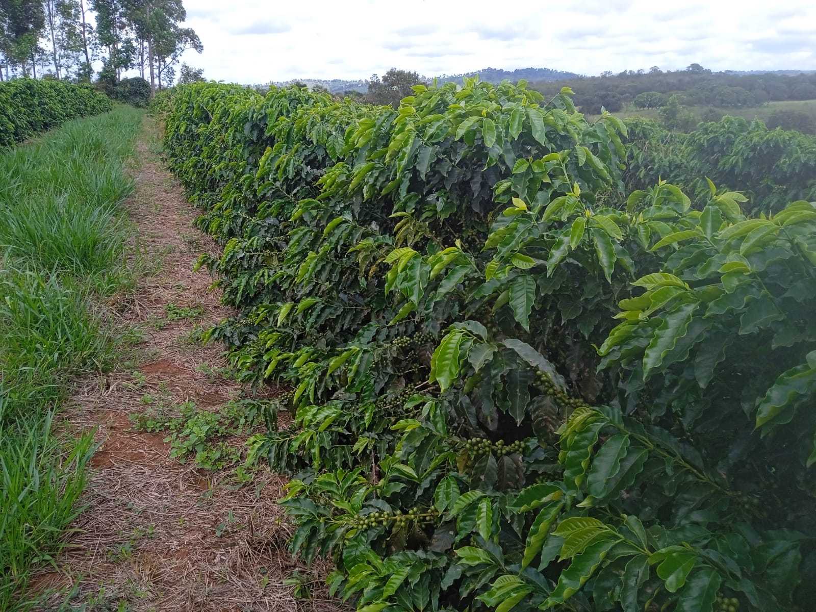 Fazenda, 323 hectares - Foto 7