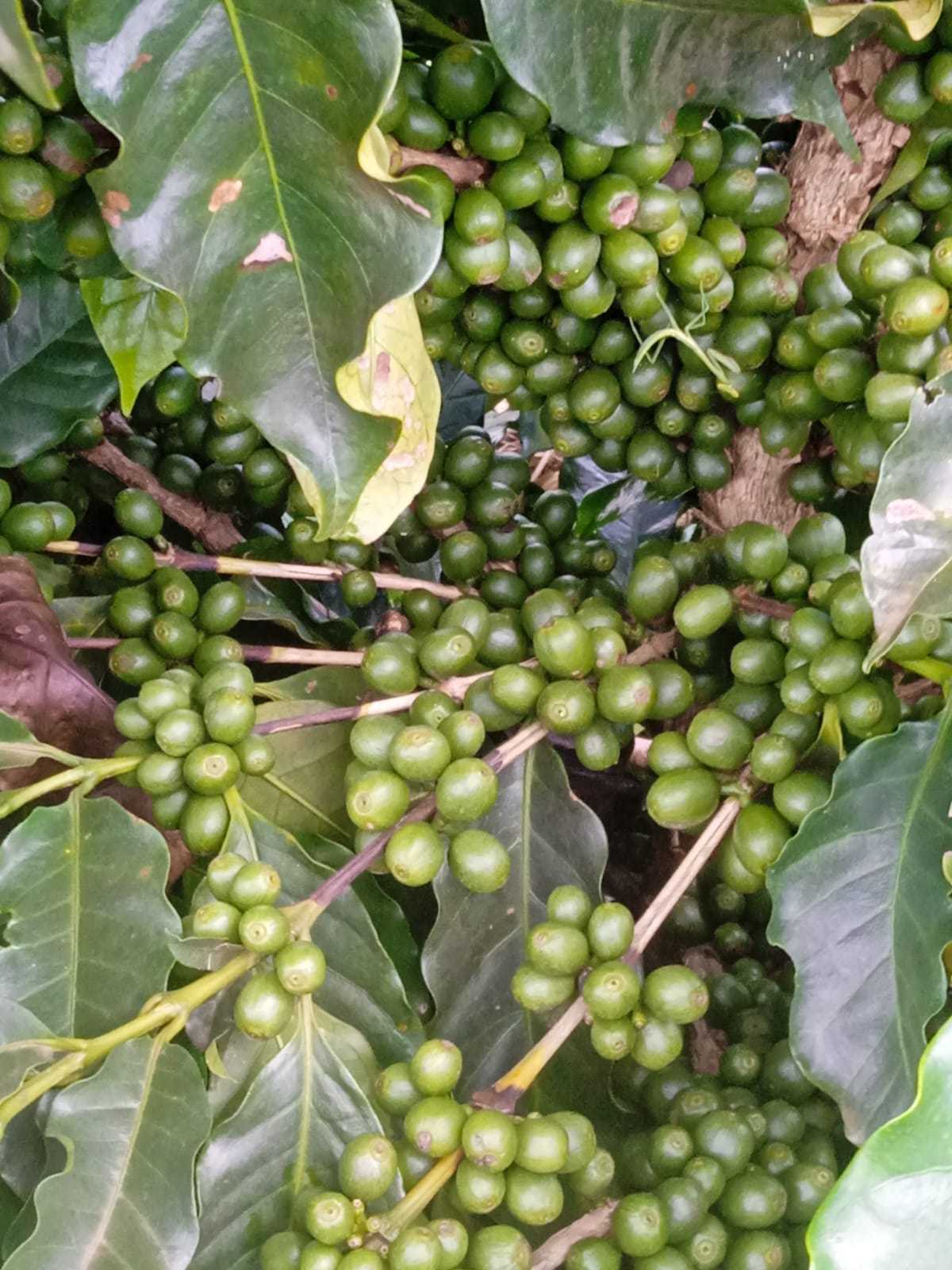 Fazenda, 323 hectares - Foto 9