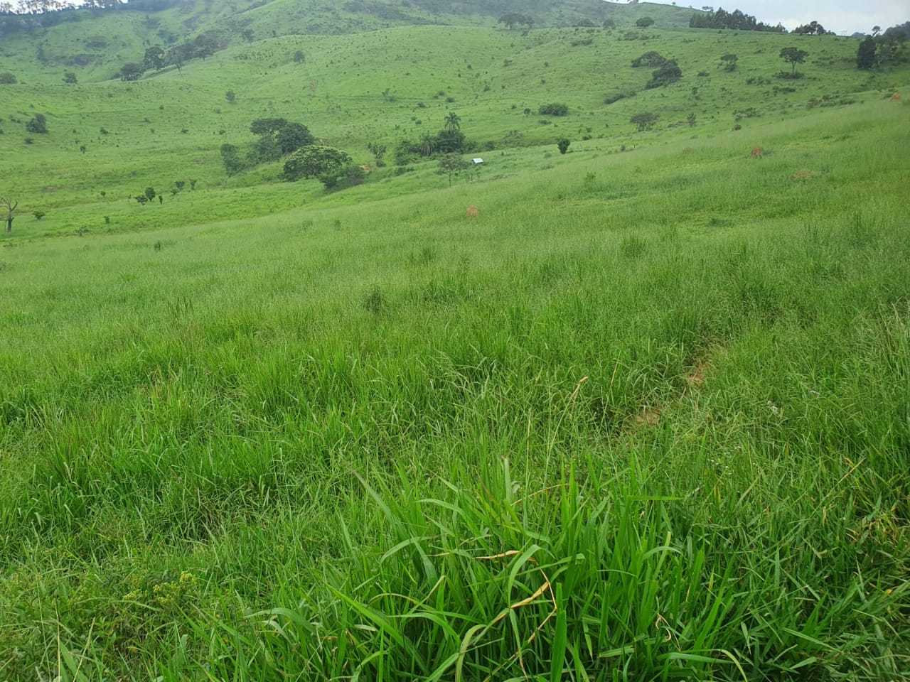 Chácara, 4 quartos, 208 hectares - Foto 12
