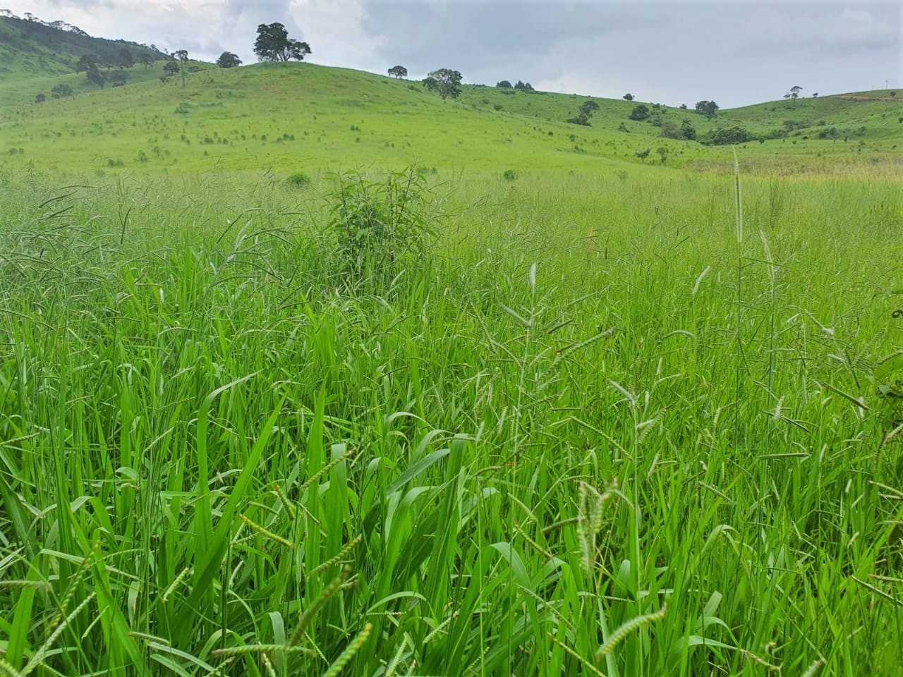 Fazenda, 208 hectares - Foto 2