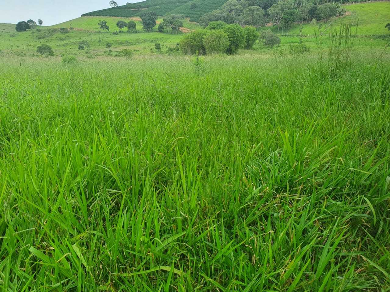 Chácara, 4 quartos, 208 hectares - Foto 8