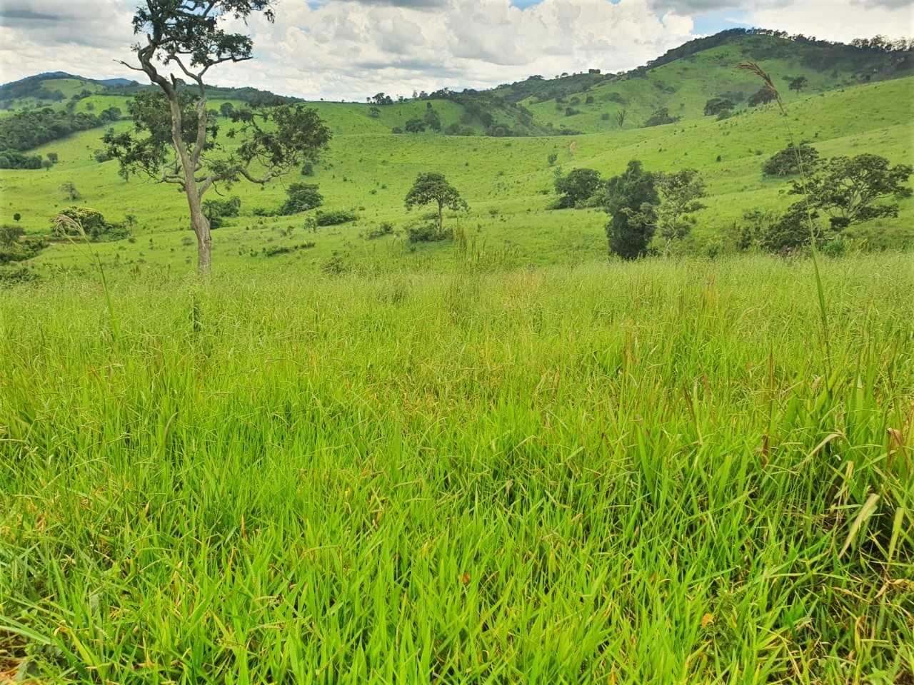 Chácara, 4 quartos, 208 hectares - Foto 6
