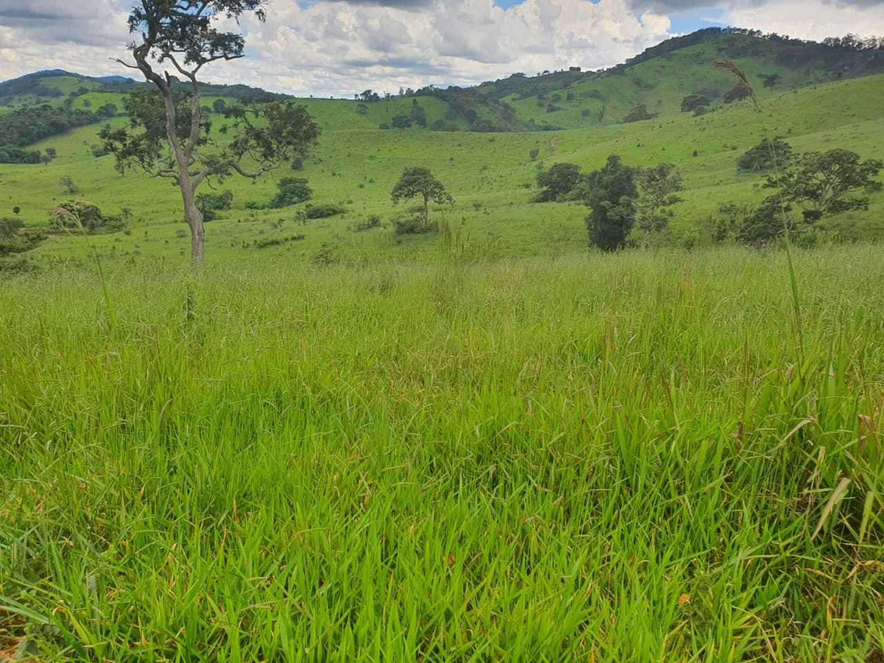 Chácara, 4 quartos, 208 hectares - Foto 16