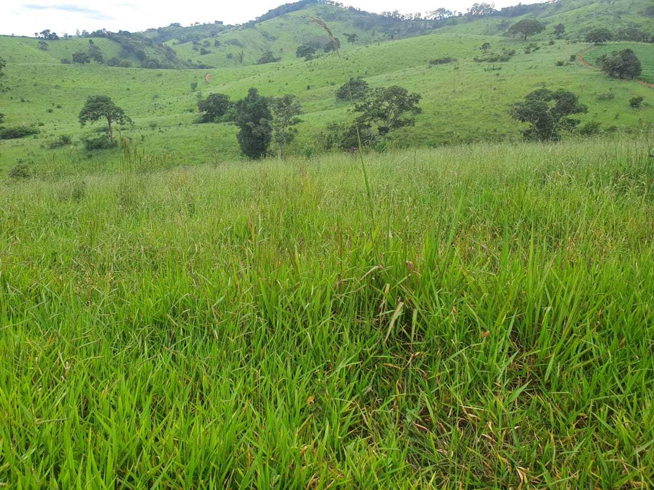 Chácara, 4 quartos, 208 hectares - Foto 11