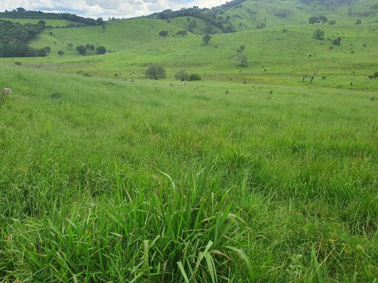 Chácara, 4 quartos, 208 hectares - Foto 15