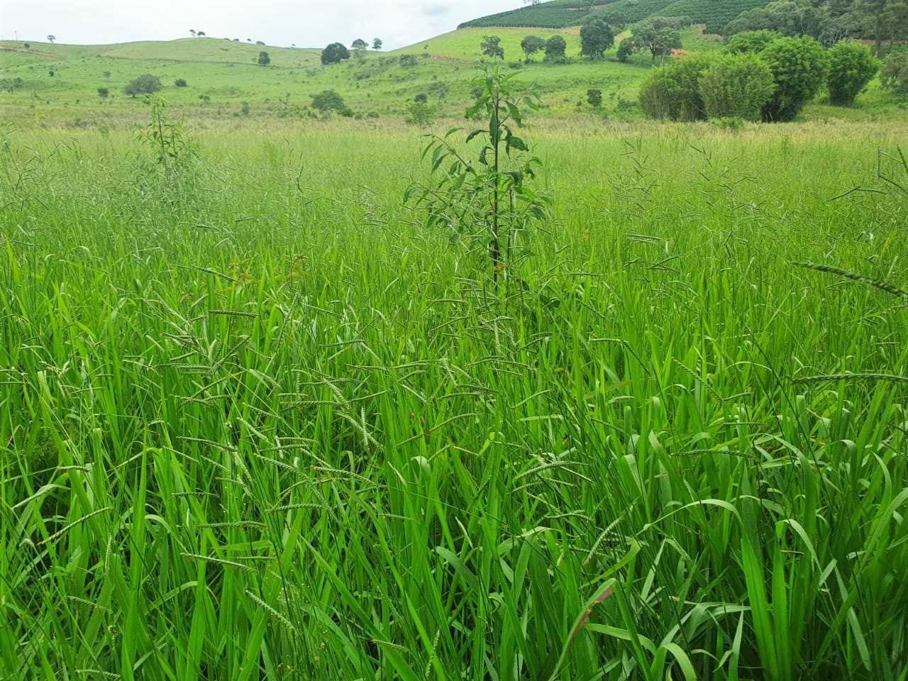 Fazenda, 208 hectares - Foto 1