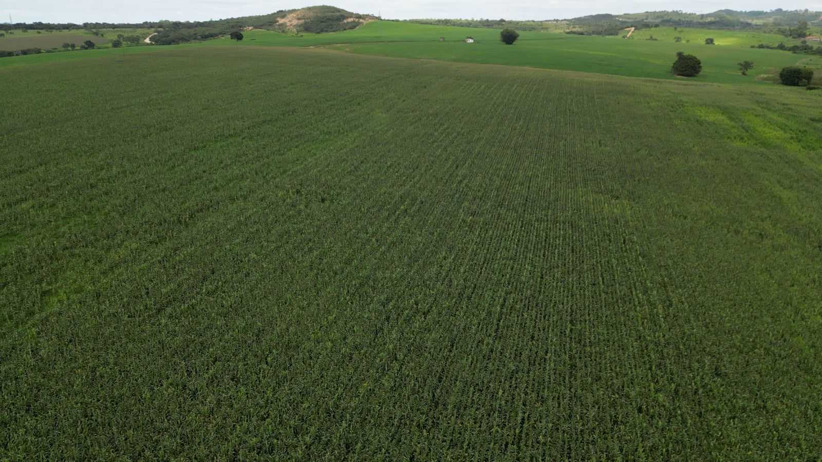 Fazenda, 170 hectares - Foto 14