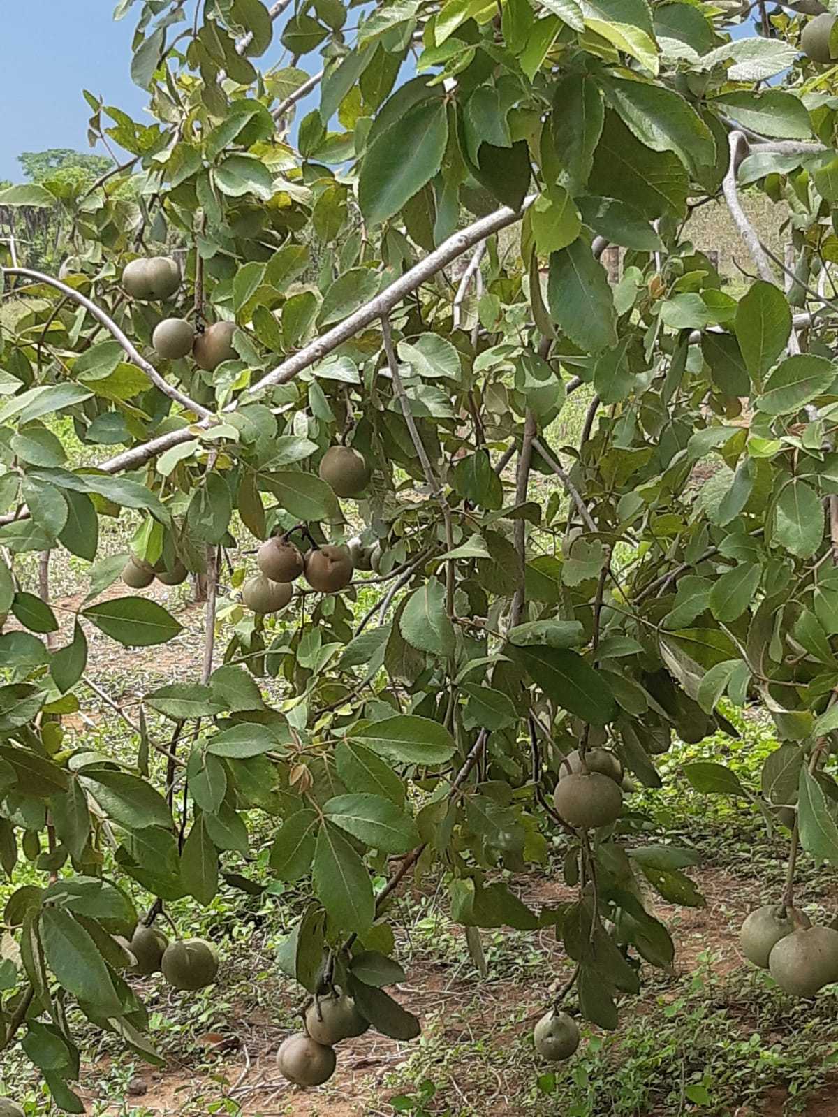 Fazenda, 1 quarto - Foto 8